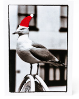 Festive Seagull Greetings Card